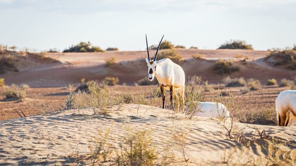 9 Animals That Have Developed Extraordinary Ways to Survive in Deserts