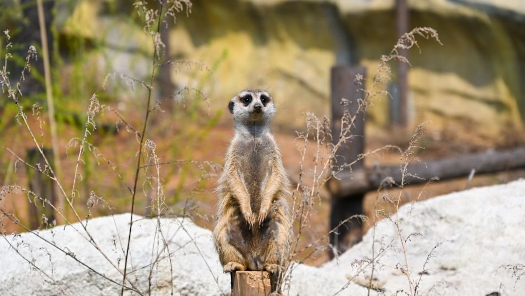 10 Amazing Animals That Possess Superhuman Senses