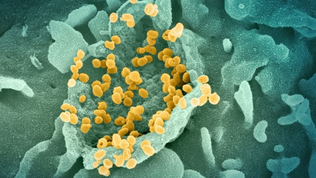 The Human Body’s Hidden Defenses Against Disease Revealed