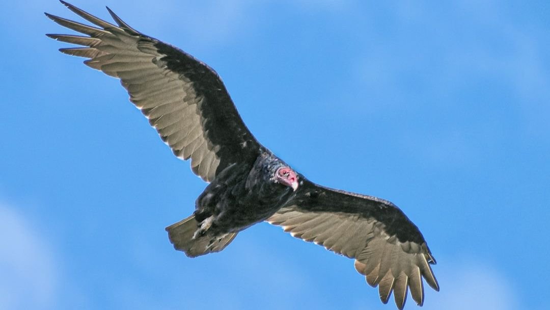 8 Incredible Creatures on the Brink: US Conservation Efforts