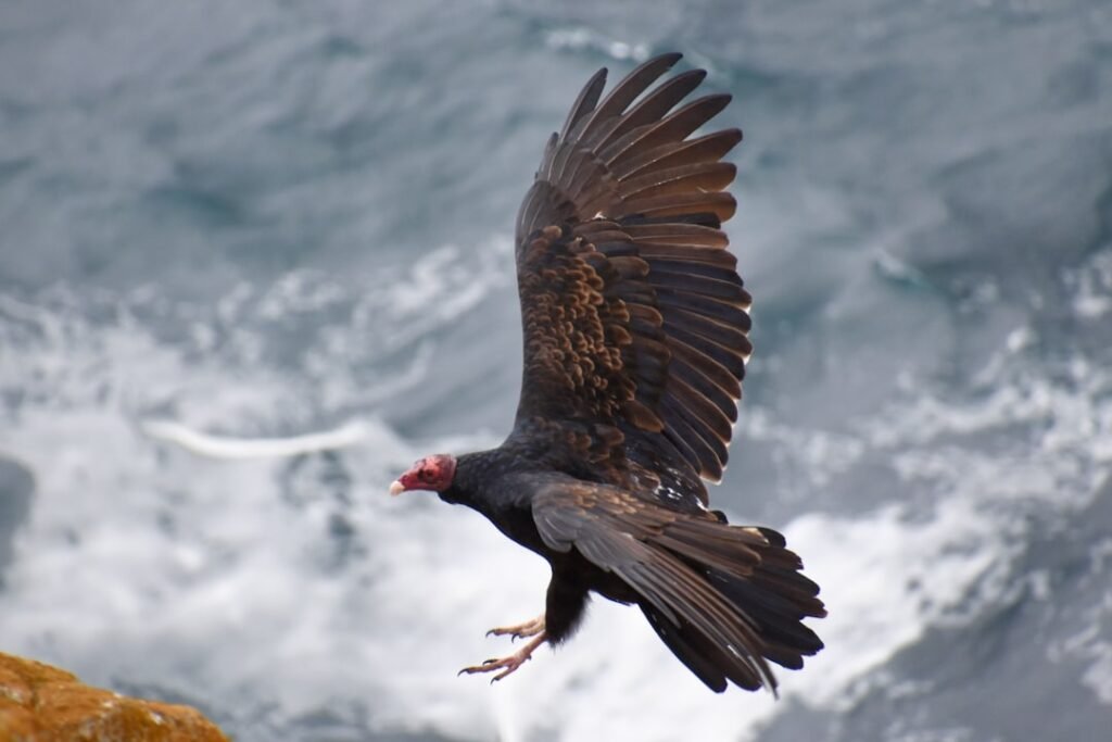 California condors nesting in Pacific Northwest for first time in a century, on Yurok territory