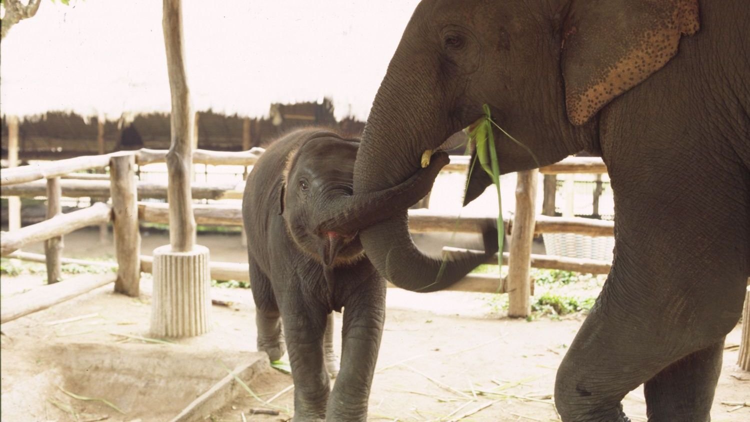 Animals Experience Emotions: Science Proves Their Rich Inner Lives