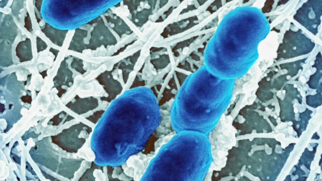 10 Unseen Microbes That Control Your Health (Good and Bad)