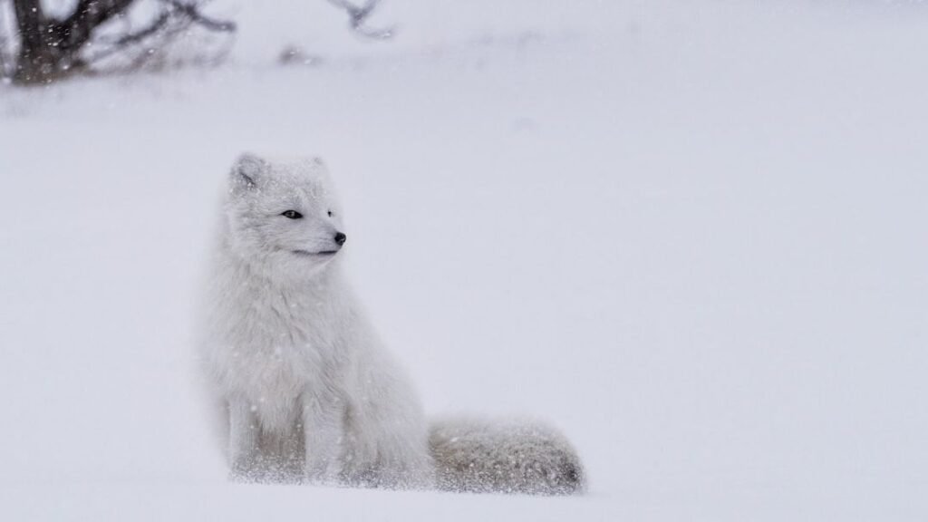 6 Incredible Ways Animals Adapt to the Harshest Environments on Earth