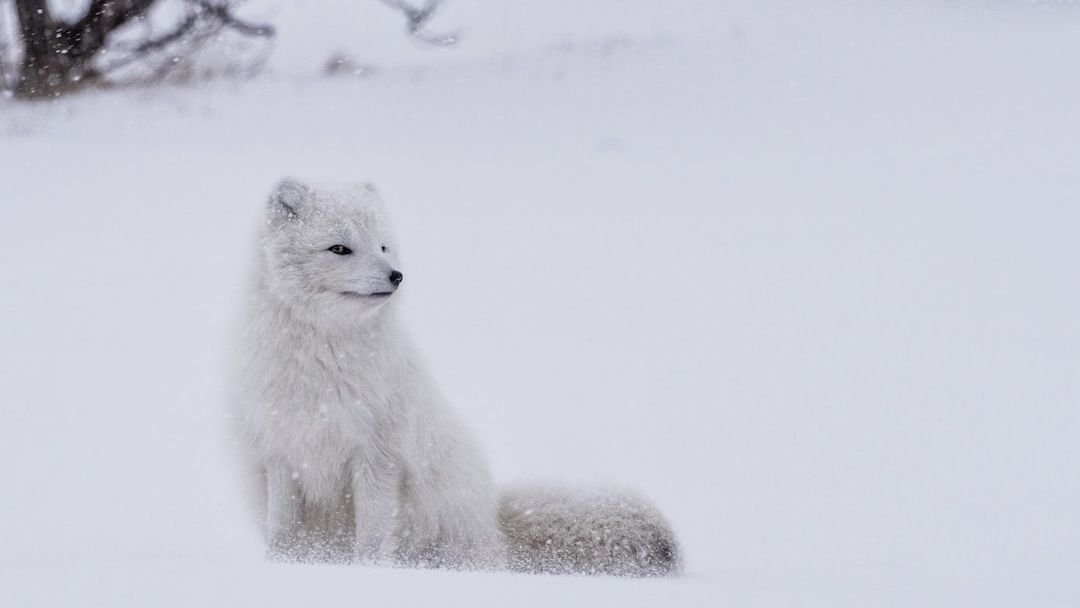 6 Incredible Ways Animals Adapt to the Harshest Environments on Earth