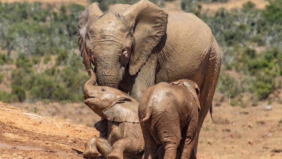 10 Incredible Animal Behaviors Scientists Still Struggle to Understand