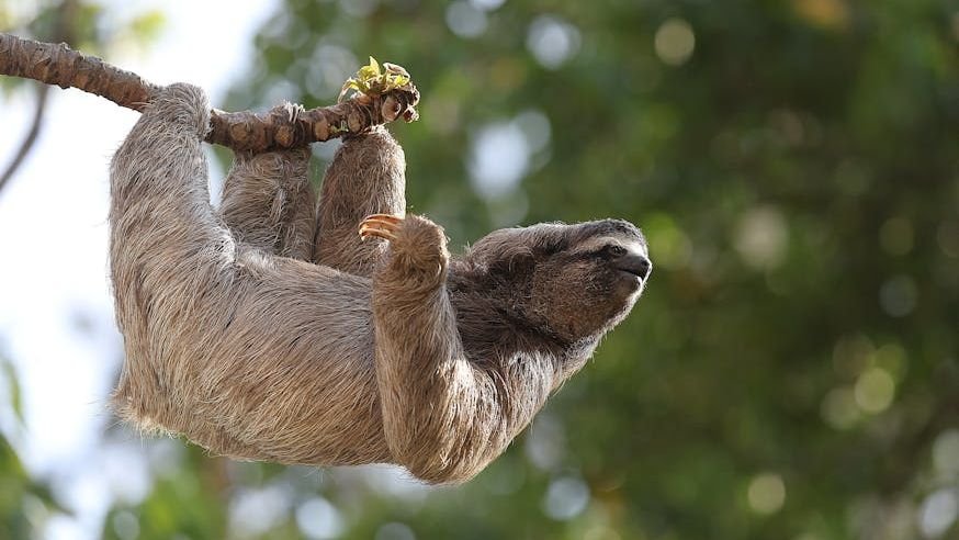 The Secret Lives of Sloths: Why These Slow Creatures Are So Unique