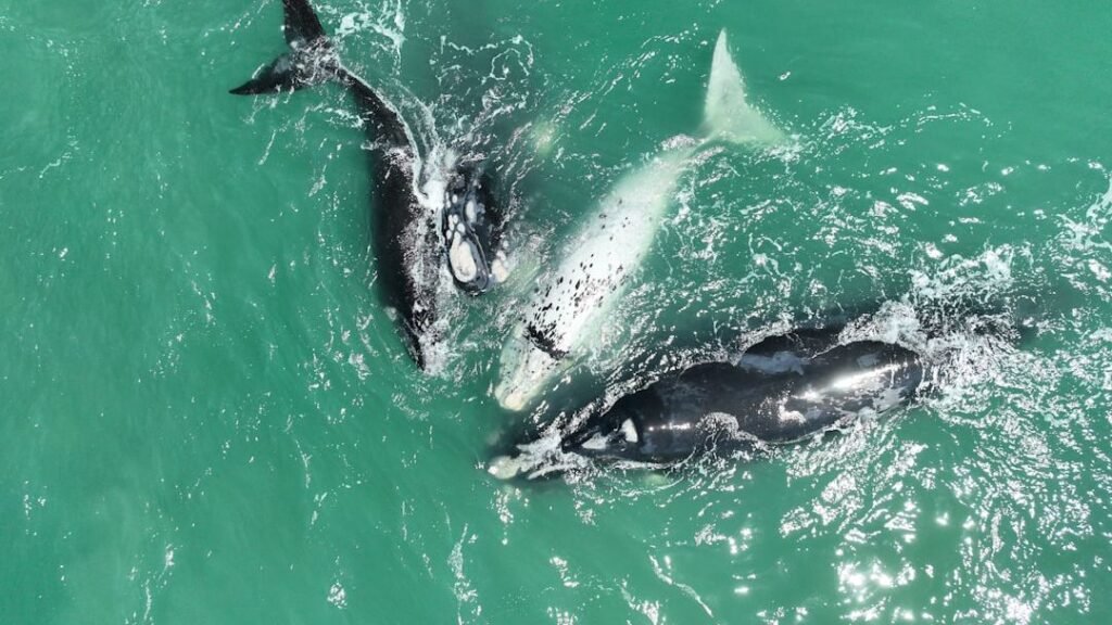 10 Endangered US Species You Didn't Know Were on the Brink of Extinction