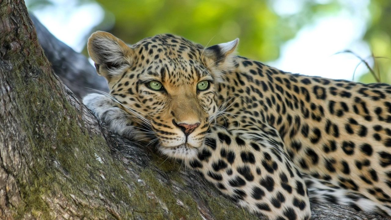 What If Animals Could Talk? The Science Behind Animal Consciousness