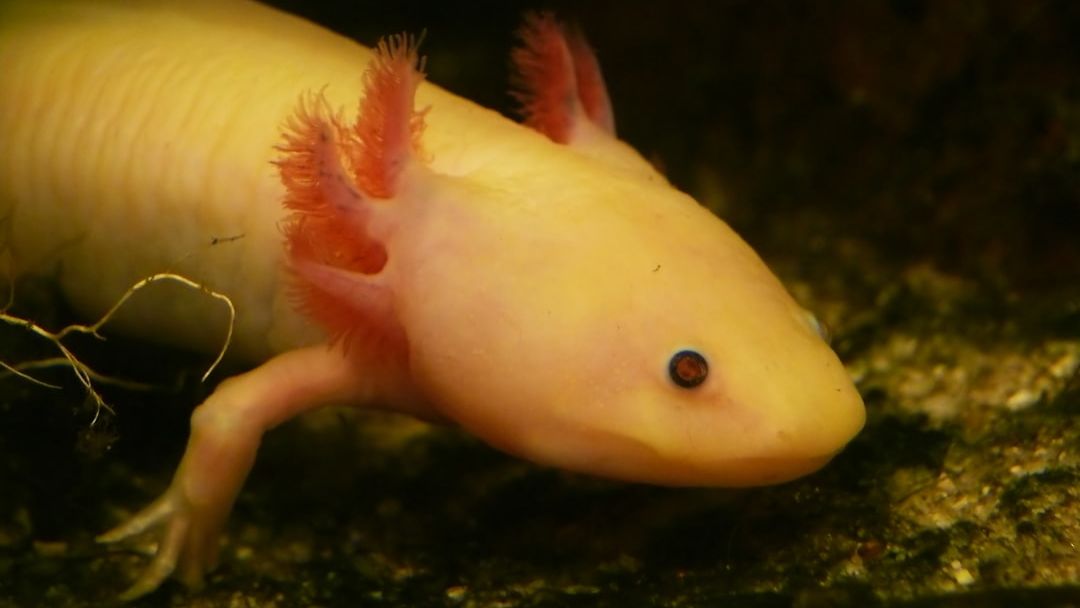 3 Animals That Break All the Rules of Biology and Why They Thrive