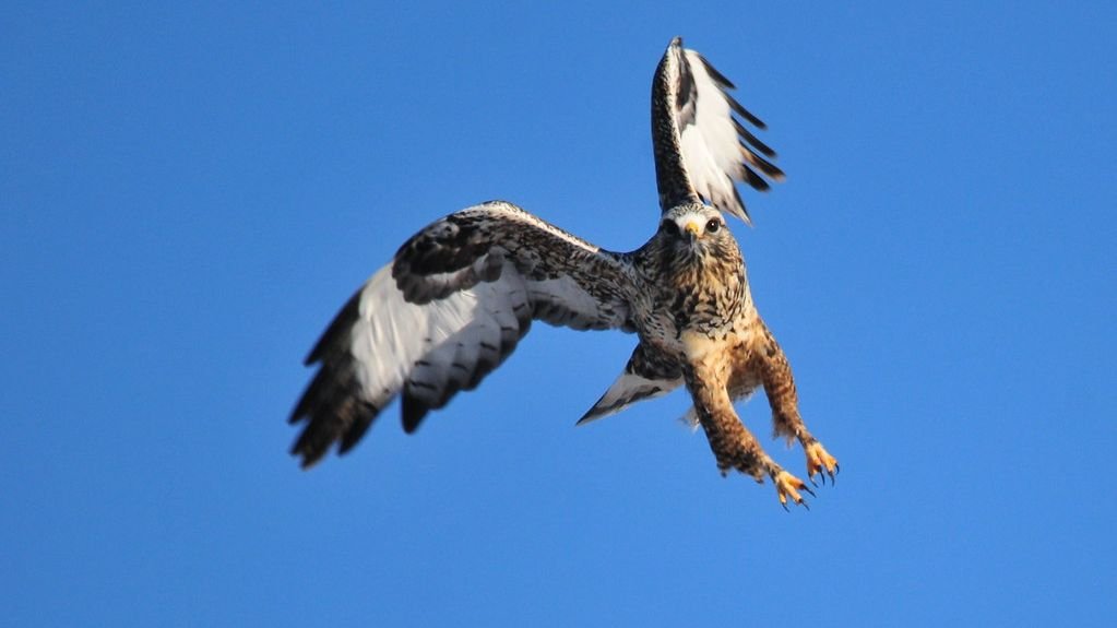 Some Animals See Colors We Can't Even Imagine