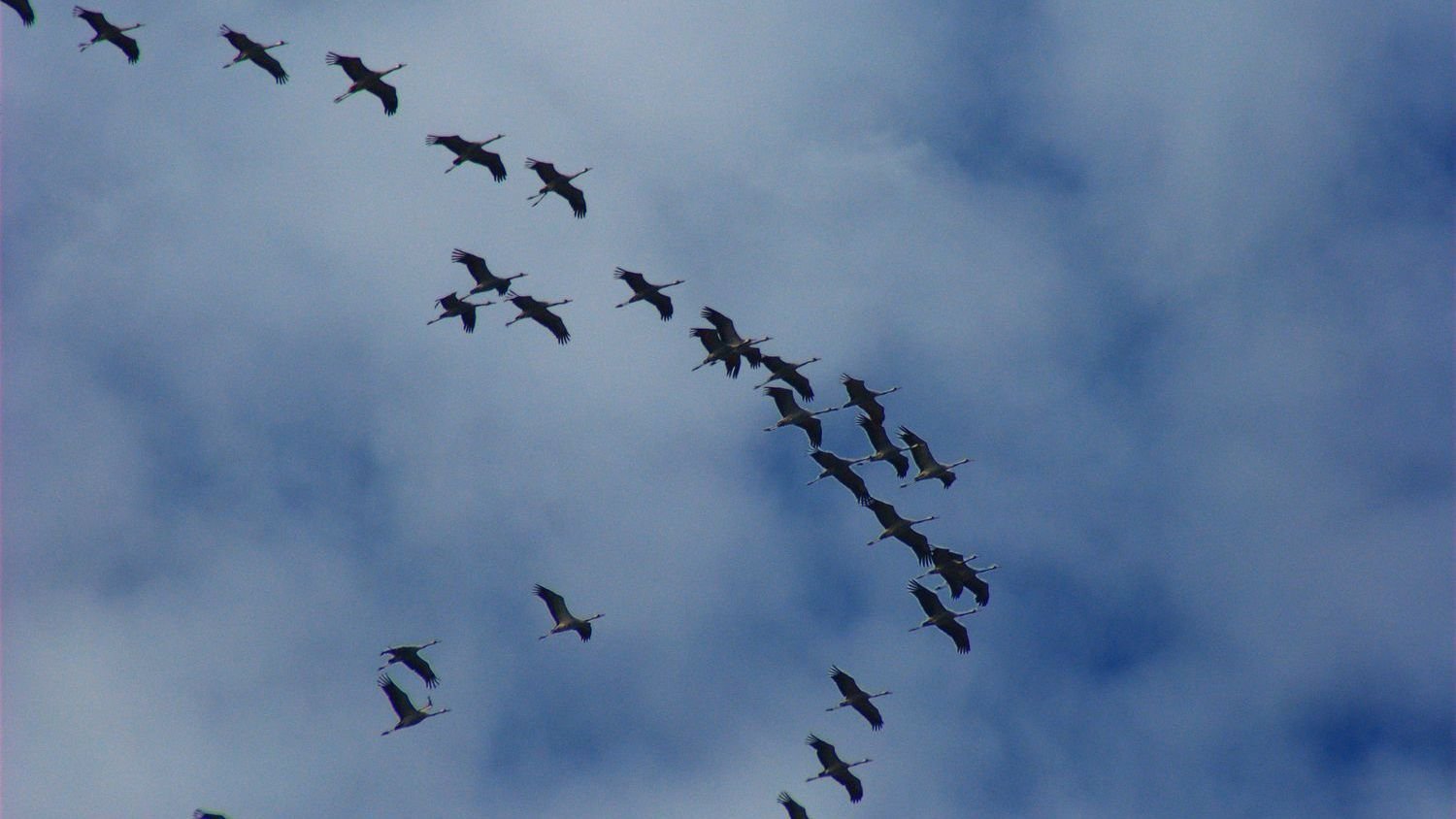 How Can Animals Navigate Thousands of Miles Without a Map?