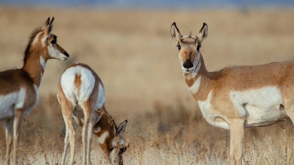 10 Unique Wildlife Species Found Only in the American Southwest