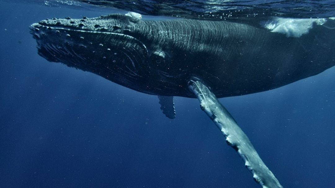 12 Incredible Animal Behaviors That Scientists Still Don’t Fully Understand