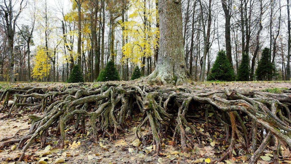 How Do Plants Communicate with Each Other Underground?
