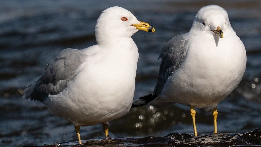 There's a Hidden Language in the Natural World That We Are Learning to Decipher