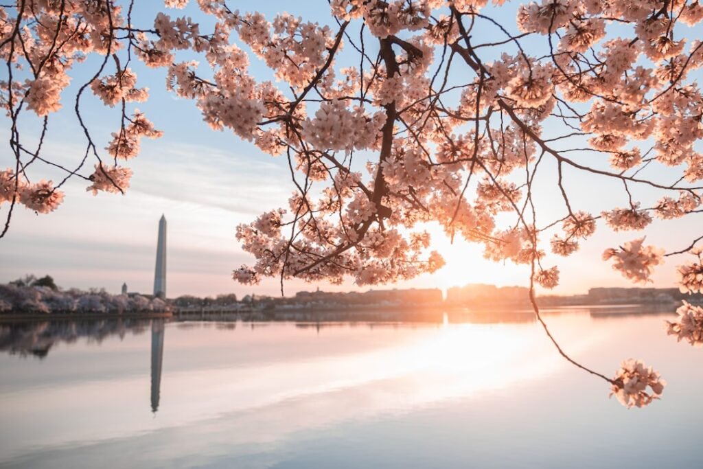 Cherry blossom peak bloom arrives in DC, boosted by warm weather