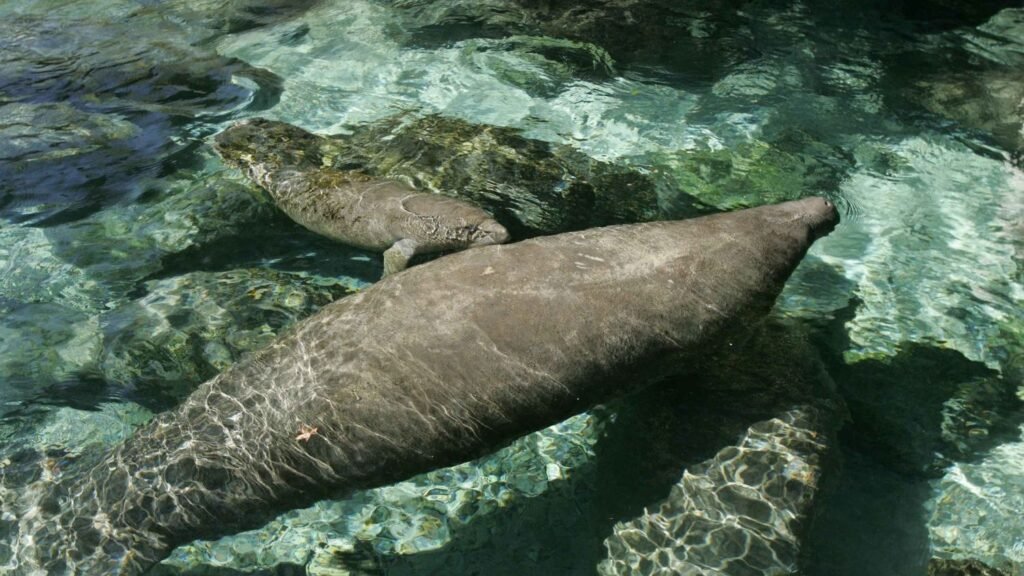 10 Vanishing Species in the US That Scientists Are Racing to Save