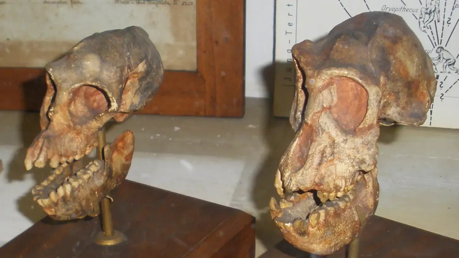 Ancient Ape Fossil Discovered in Egypt Rewrites the Story of Primate Evolution