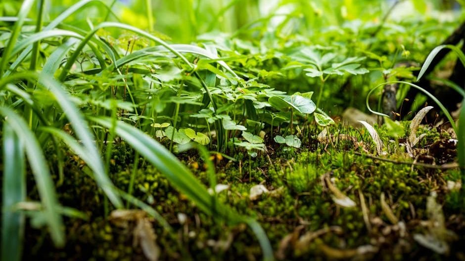 Can Plants Communicate and Share Information Within Their Ecosystems?