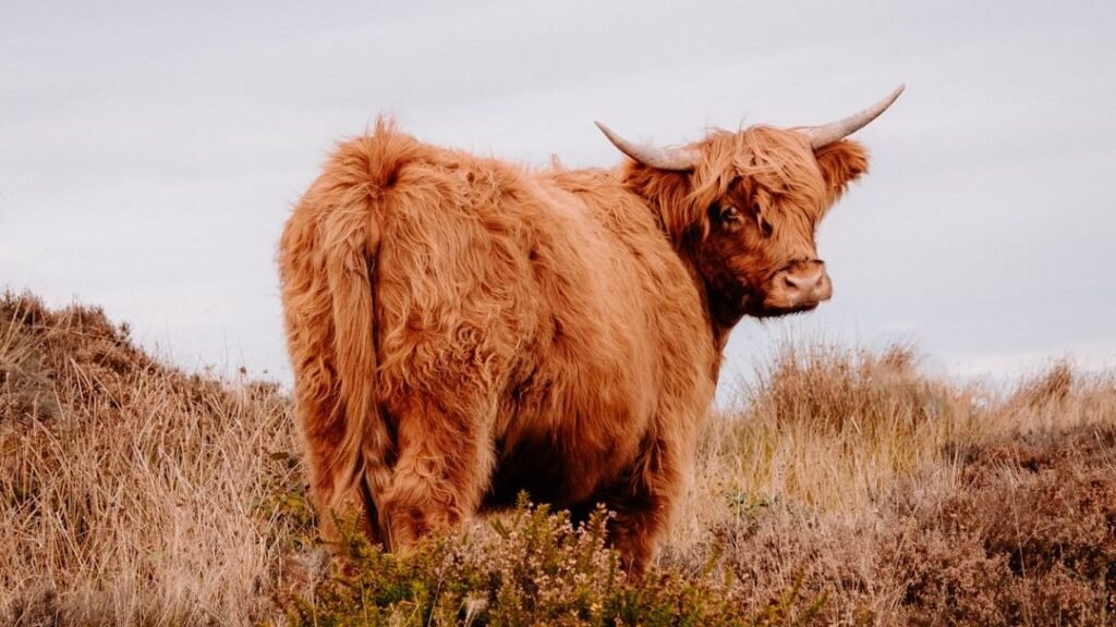 Unraveling the Mystery: Do Animals Possess a Sixth Sense for Impending Disasters?