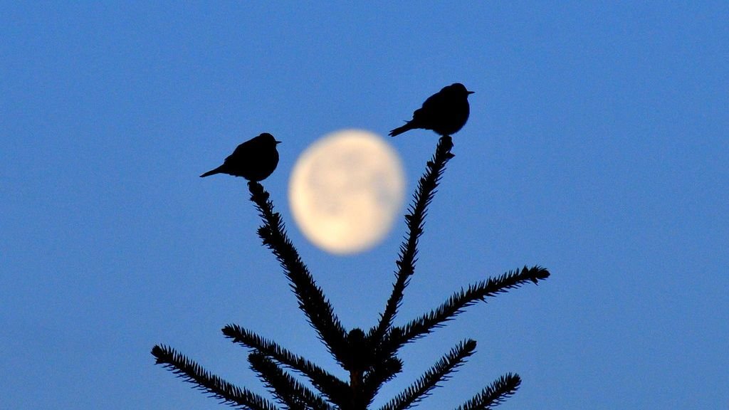 Celestial Whispers: How Lunar Cycles Influence Wildlife Migration Patterns