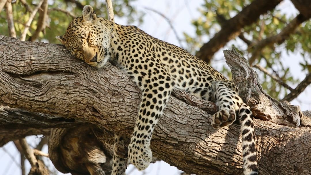 The Enigma of Animal Dreams: What Science Says About Their Subconscious Worlds