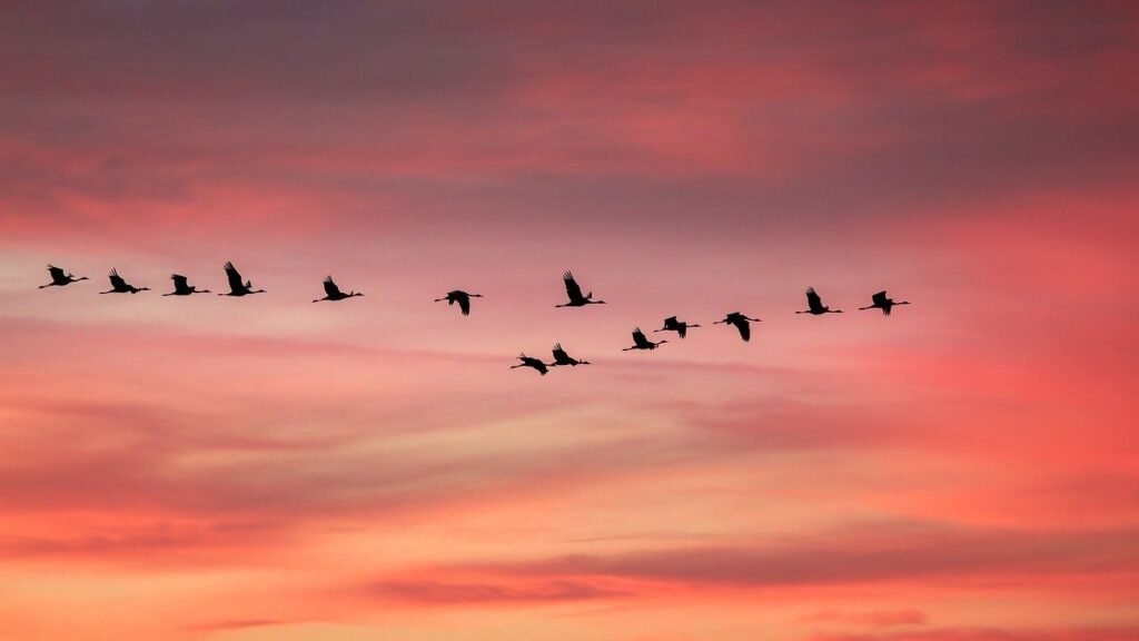 Why Some Birds Navigate Thousands of Miles Without a Map: A Biological Marvel