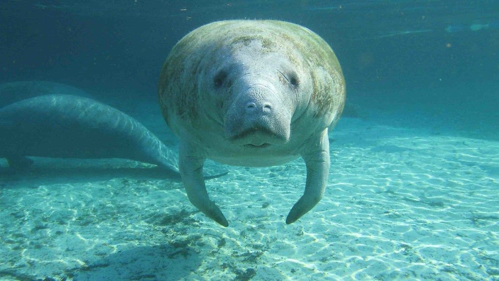 10 Endangered US Species Making a Comeback: Stories of Hope and Conservation Success