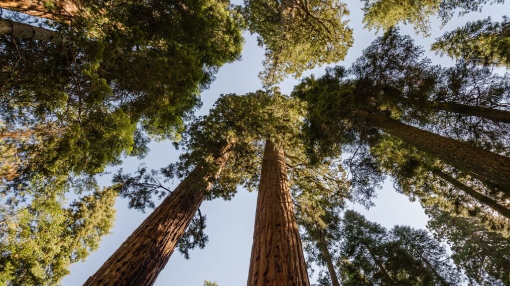 Earth's Ancient Giants: The Incredible Story of Redwood Forests