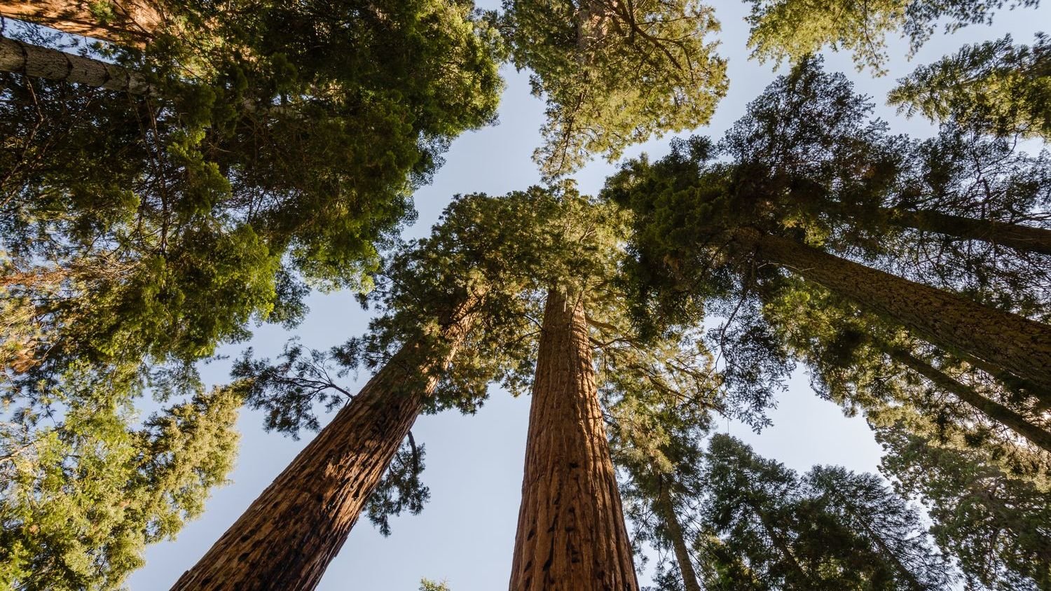 Earth’s Ancient Giants: The Incredible Story of Redwood Forests