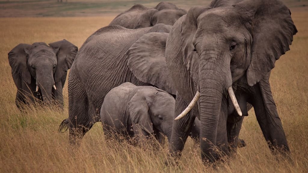 The Wisdom of Elephants: Uncovering Their Complex Social Structures