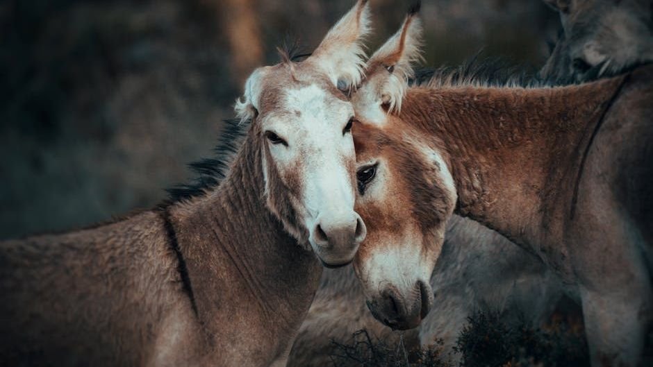 Do Animals Feel Emotions? The Science Behind Their Inner Worlds