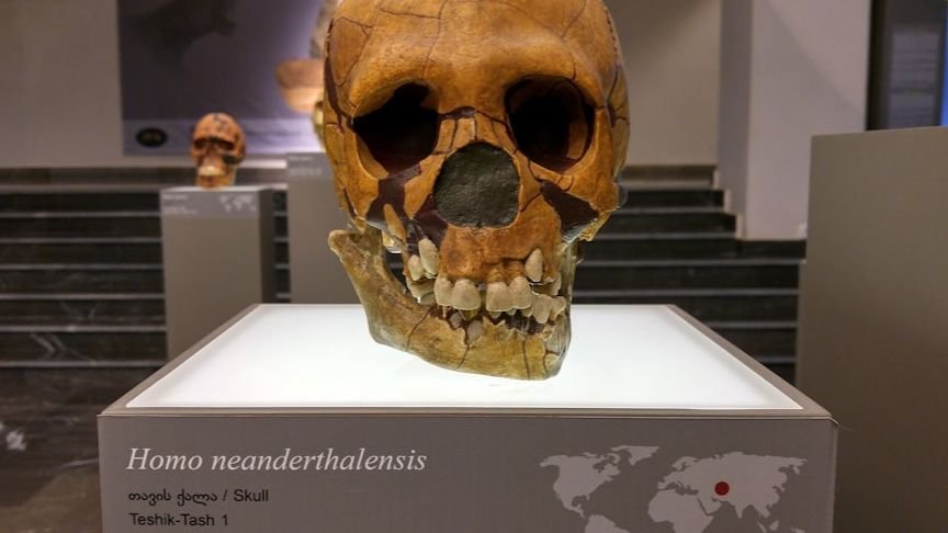 The Great Neanderthal Wipeout: How One Lineage Survived 65,000 Years Ago While All Others Vanished