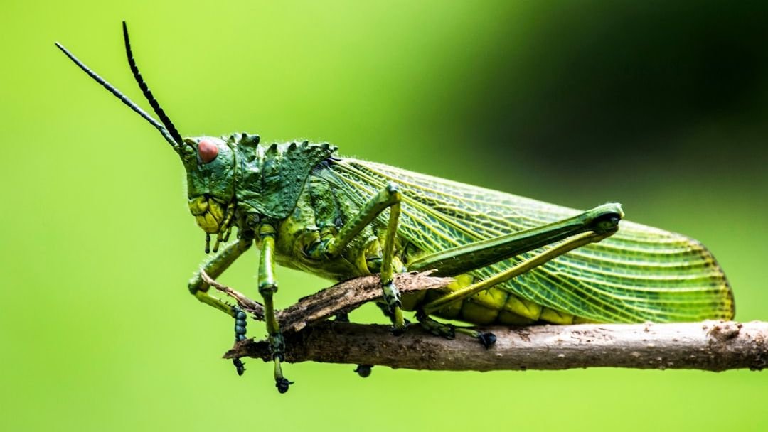 The Insect Apocalypse Is Already Underway - And Our Food Supply Is On The Line