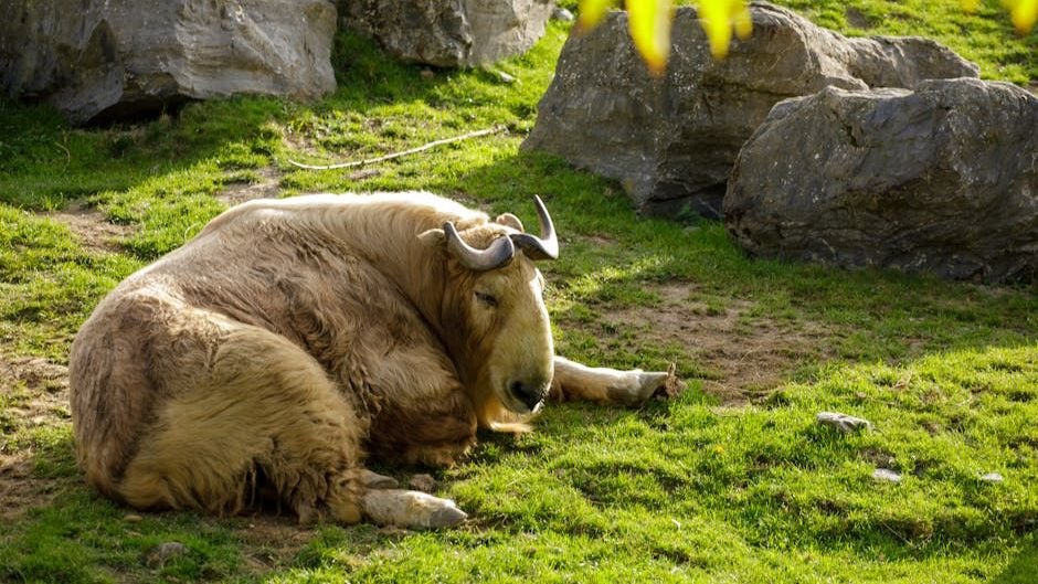 The Secret Lives of Rare Animals: What Amazing Behaviors Do They Hide?