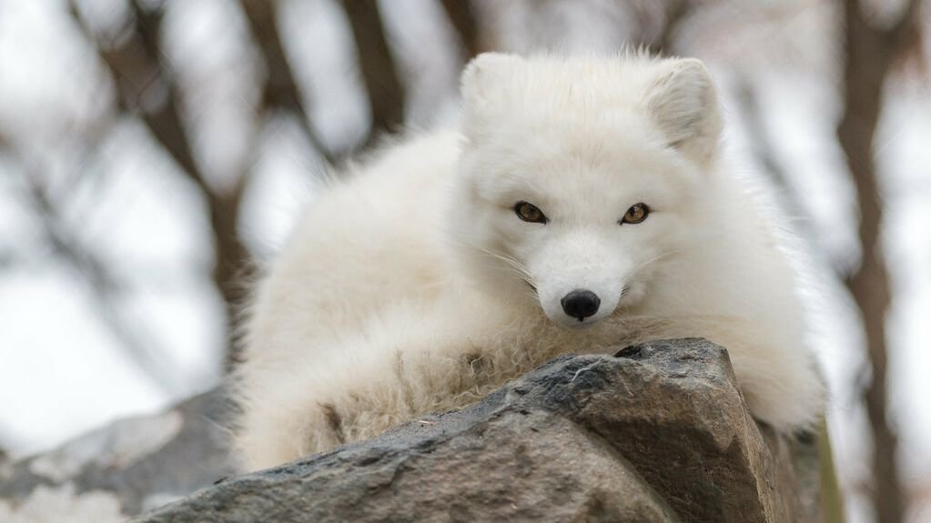 8 Incredible Ways Animals Adapt to Extreme Environments