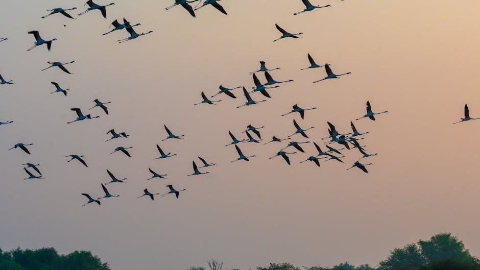 How Do Birds Navigate Thousands of Miles Without GPS?