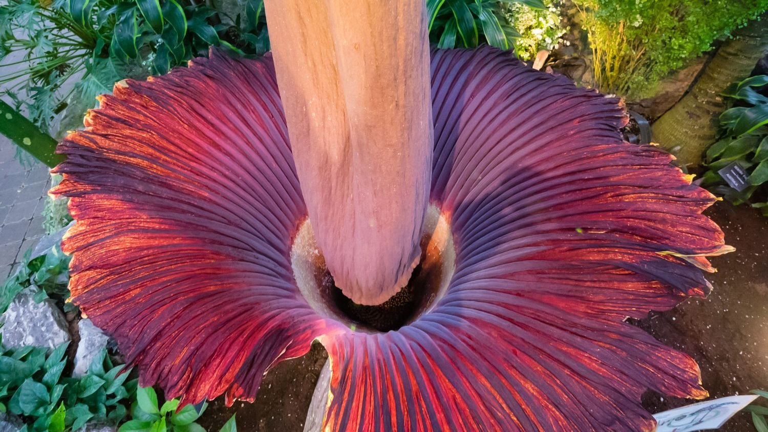 10 Incredible Plants With Abilities That Seem Straight Out of Science Fiction