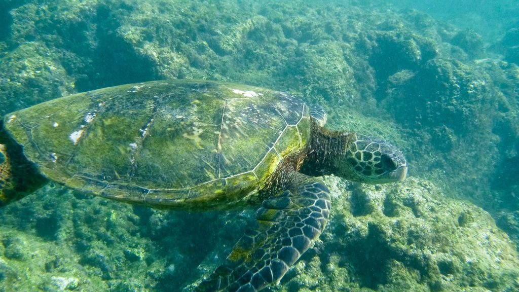 8 Amazing Animal Instincts That Still Puzzle Scientists