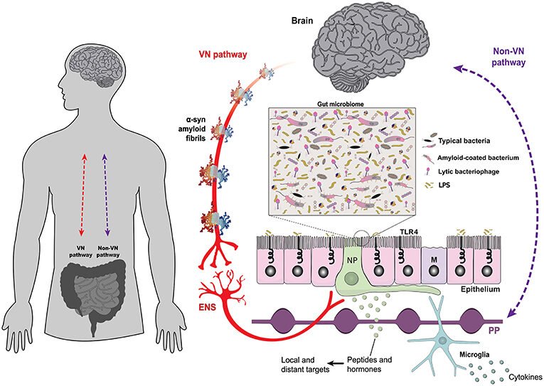 Your Mood May Live in Your Gut, Not Just Your Head