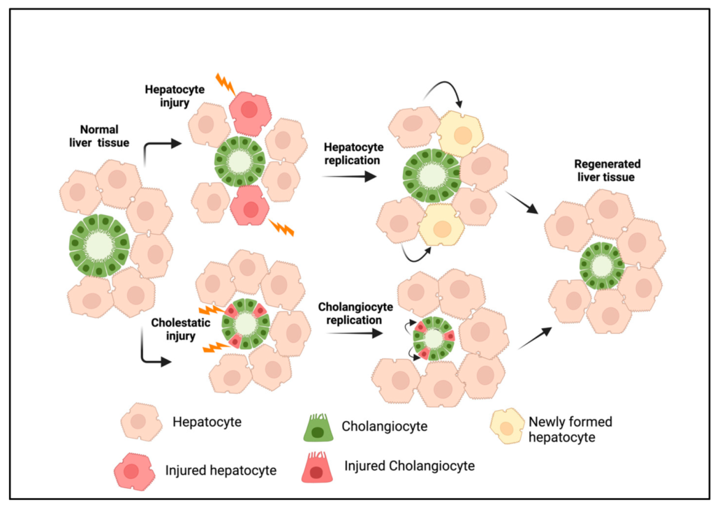 The Liver: Your Body's Own Superhero Organ 