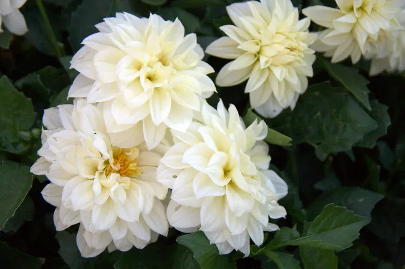 The Geometry of Nature: Unveiling the Mathematical Patterns in the Wild