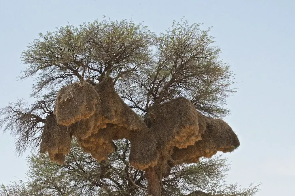 10 Incredible Engineering Feats in the Animal Kingdom You Need to See