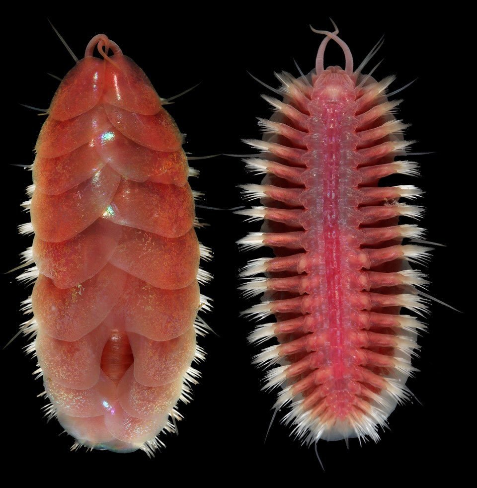 Iskra's Glitter Worm: The Sparkling Thief of the Seafloor