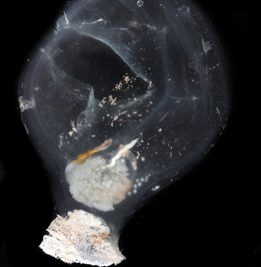 The Elven Abyss Tunicate: A Lord of the Rings Creature That Actually Exists