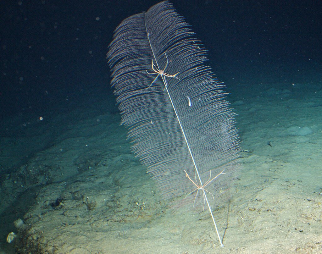 7. Black Coral: The Deep-Sea Colonies That Were Alive During Ancient Egypt 