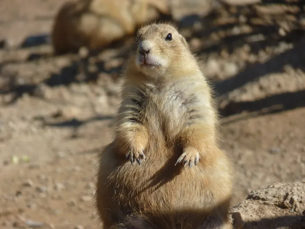 10 Incredible Animals With Super Senses You Didn't Know Existed