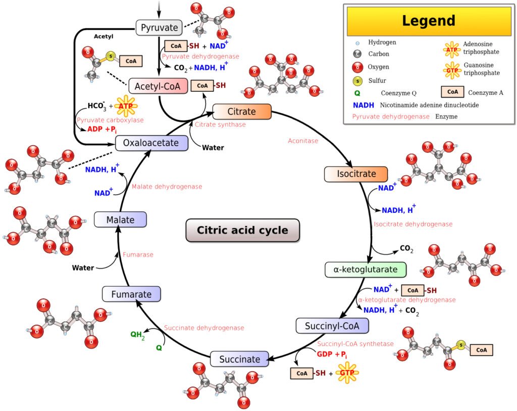 The Iron Clue and the Krebs Cycle Connection