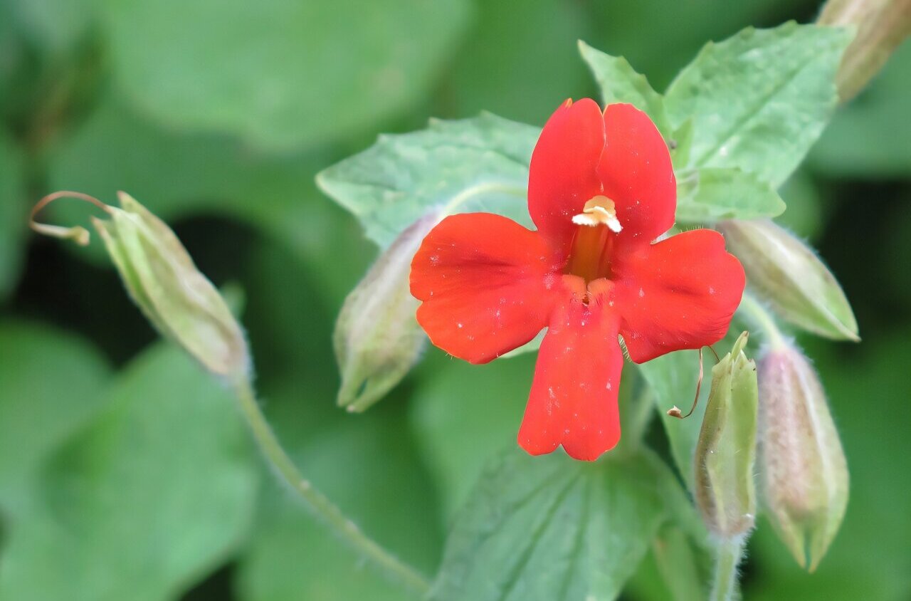 Rapid Evolution May Help Some Species Escape the Worst Effects of Climate Change